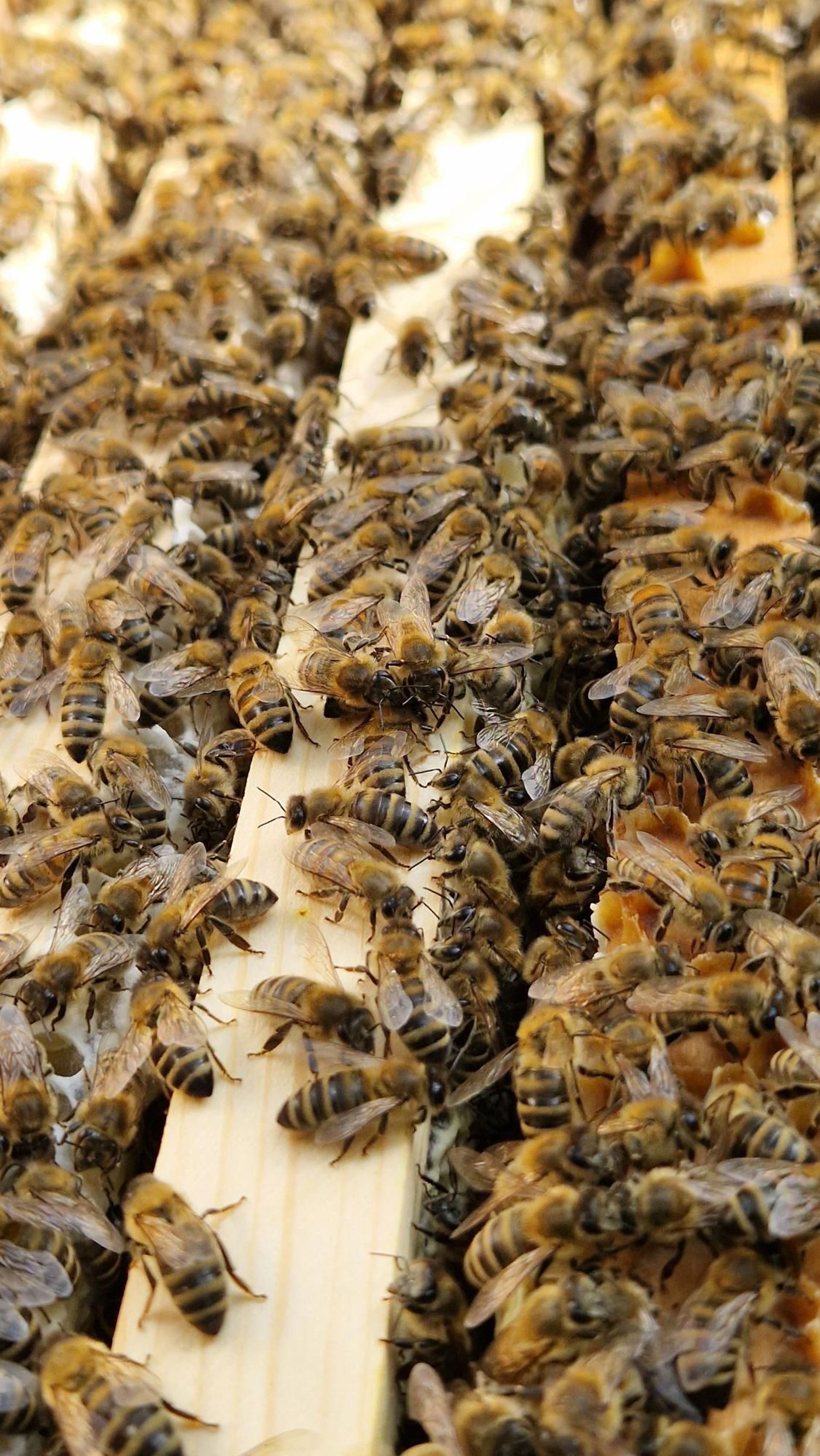 Bees5